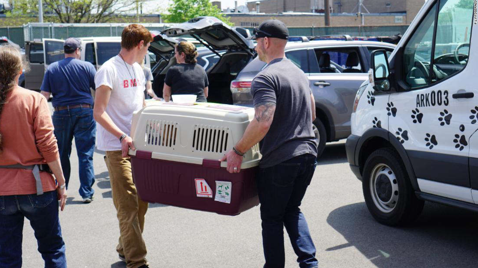 Các nhóm cứu hộ vẫn nỗ lực trong việc giải cứu những  chú chó - Ảnh: CNN