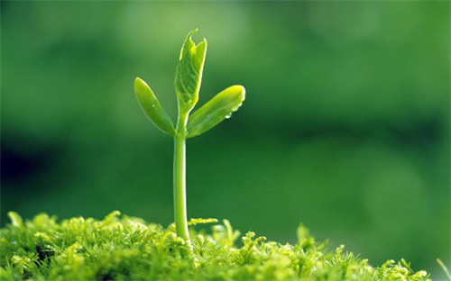 Chiêm nghiệm bài học ý nghĩa từ cây cối
