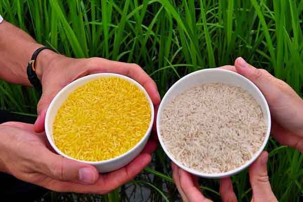 Philippines phát minh ra gạo vàng chống thiếu hụt vitamin A ở trẻ em và người lớn