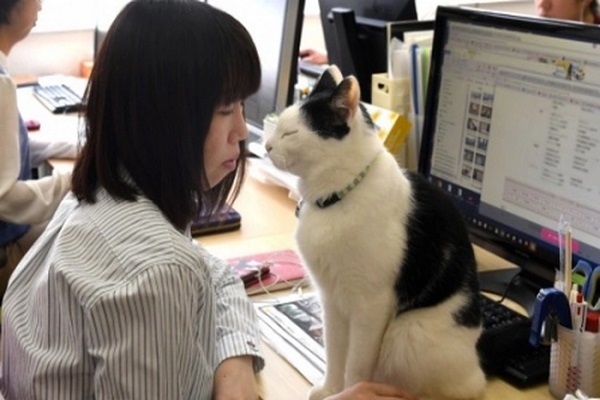 Công ty giữ chân nhân viên bằng mèo gây tranh cãi