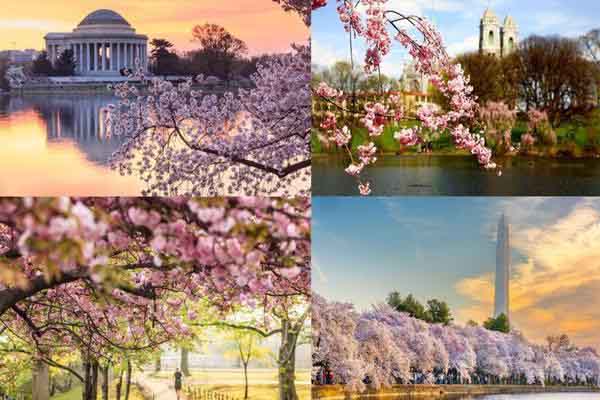 Xu hướng du lịch mùa hoa anh đào Mỹ năm 2023
