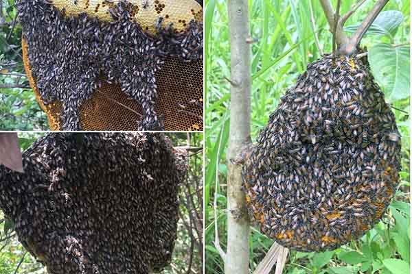 Săn mật ong rừng - hành trình nhiều trải nghiệm thú vị