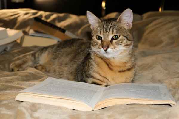 5 cuốn sách về mèo nên đọc năm 2023