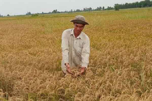 Sử dụng ‘Hệ sinh thái nông nghiệp’ để tháo gỡ tiêu thụ lúa