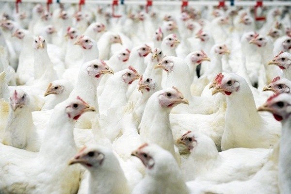 Bán 3 kg gà không mua nổi 1 kg rau, người nuôi ‘than trời’