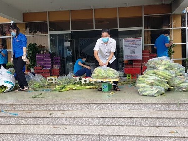 An Giang: Lực lượng áo xanh giải cứu 35 tấn bắp trái cho nông dân ảnh hưởng dịch COVID-19