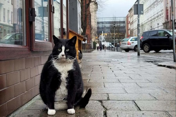 Thành phố Szczecin trở nên hút khách nhờ một chú mèo béo