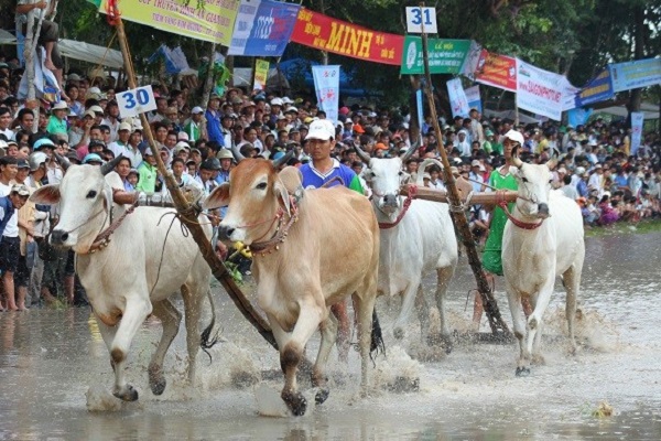 An Giang dừng tổ chức lễ hội đua bò Bảy Núi vì dịch Covid-19