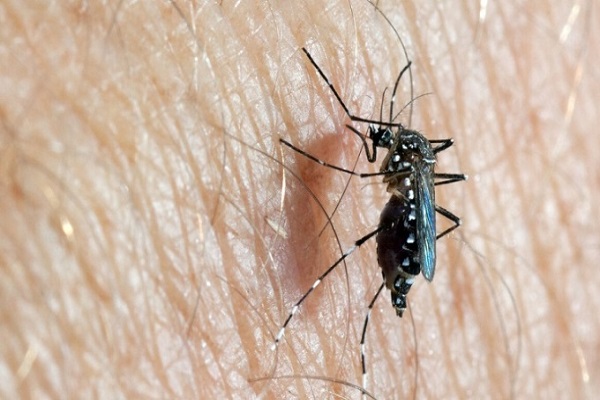 Nghiên cứu dùng muỗi để ngăn virus lây nhiễm từ động vật