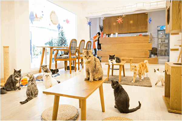 Những địa điểm cà phê dành cho mèo cưng của bạn dịp năm mới