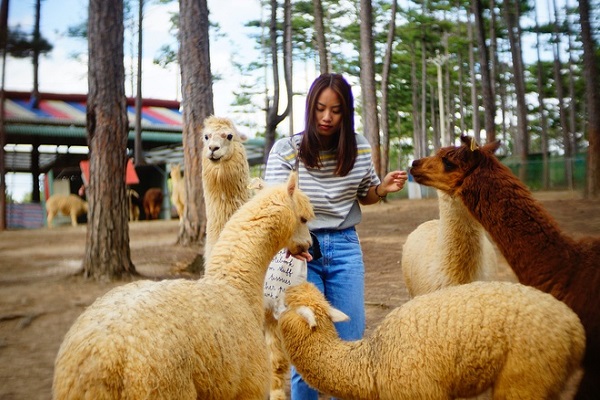 Những vườn thú độc lạ dành cho du khách thích sống ảo tại Lâm Đồng
