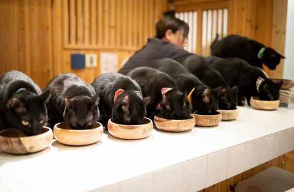 Độc lạ quán cà phê mèo đen độc nhất vô nhị tại Nhật