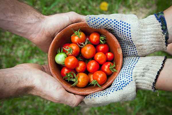 Tìm hiểu các ý tưởng kinh doanh trang trại cho lợi nhuận cao nhất