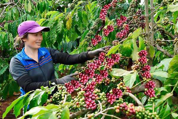 Cà phê Việt - Những điều kiện bồi đắp cho hương vị vượt trội