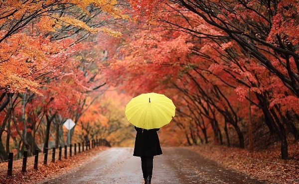 Ngắm mùa thu Hàn Quốc