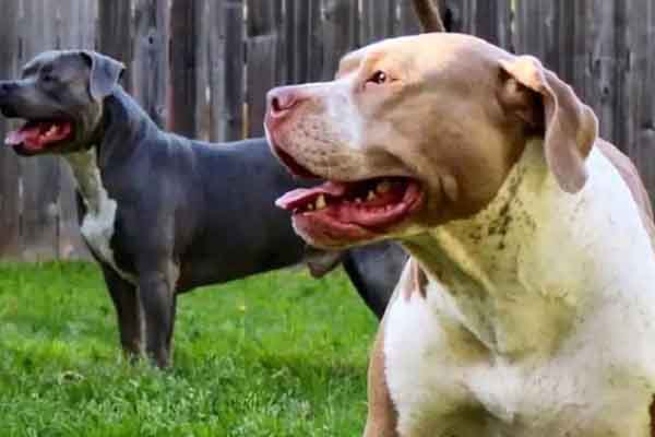 Chó pit bull tấn công khiến hai em bé tại Tennessee không qua khỏi