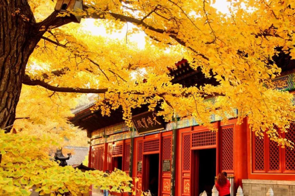  Mùa thu bên những tòa cung điện tường đỏ của Bắc Kinh