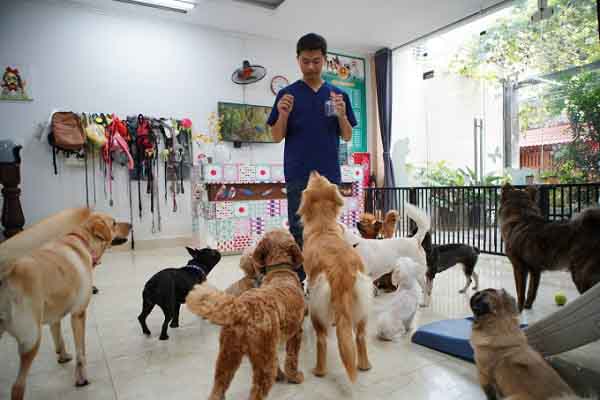 Bất ngờ với nhà trẻ bán trú cho thú cưng độc đáo ở Hà Nội