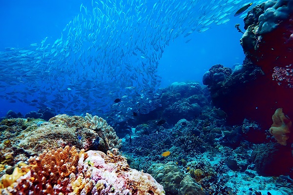 Vì sao đáy biển sâu vẫn là vùng đất bí ẩn với nhân loại?