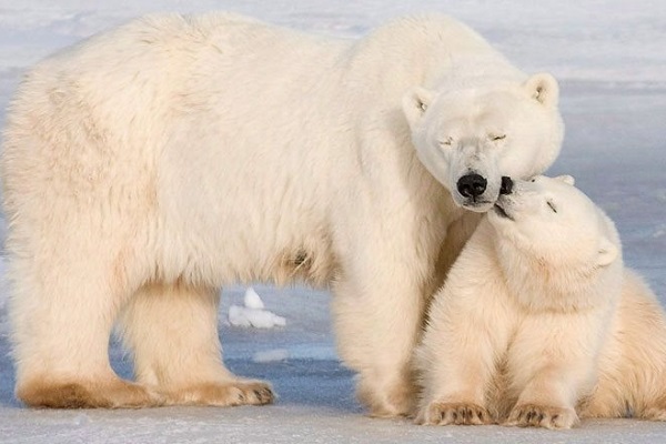 Vì sao gấu Bắc Cực biến mất trong hình ảnh tuyên truyền về biến đổi khí hậu?