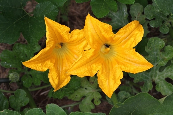 Các loại hoa ăn được bạn có thể trồng trong vườn (P.2)