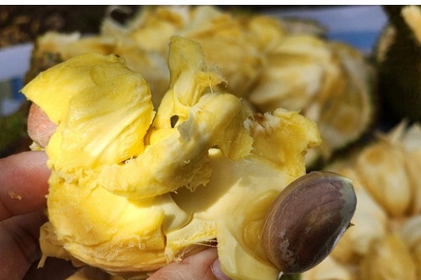 Mít sầu riêng có mặt ở Việt Nam, hương vị mê hoặc bất kì ai khi ăn lần đầu