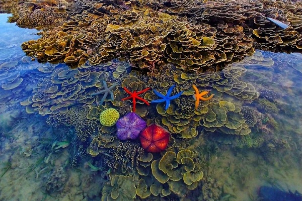 Nơi bạn có thể ngắm san hô mà không cần lặn biển