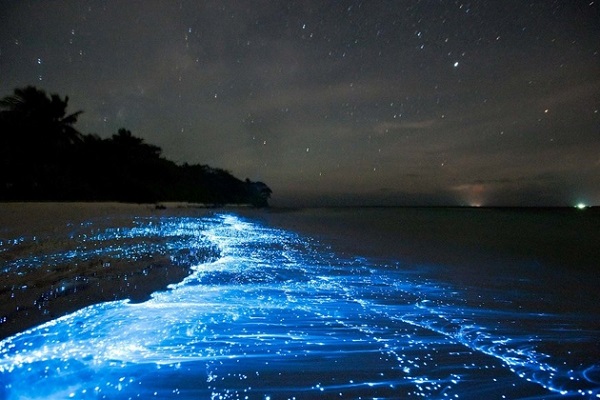 Bãi biển phát sáng đẹp thứ 2 thế giới ngay sát Việt Nam