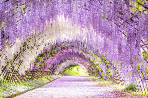Vườn hoa tử đằng đẹp ngất ngây tại Nhật Bản