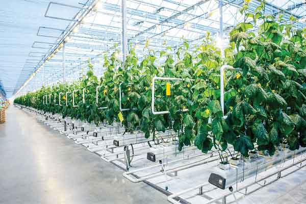 Công nghệ trồng rau thích ứng với biến đổi khí hậu