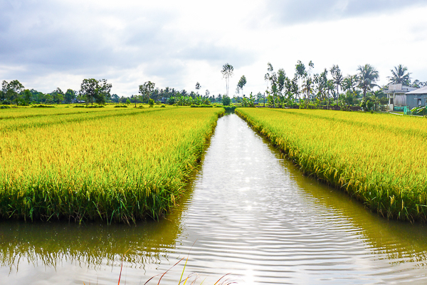 Bạc Liêu sẽ trồng lúa cho Gạo ngon nhất Thế giới trên đất nuôi tôm