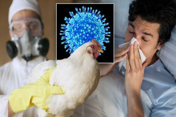 Độ nguy hiểm của cúm H5N1 như thế nào?