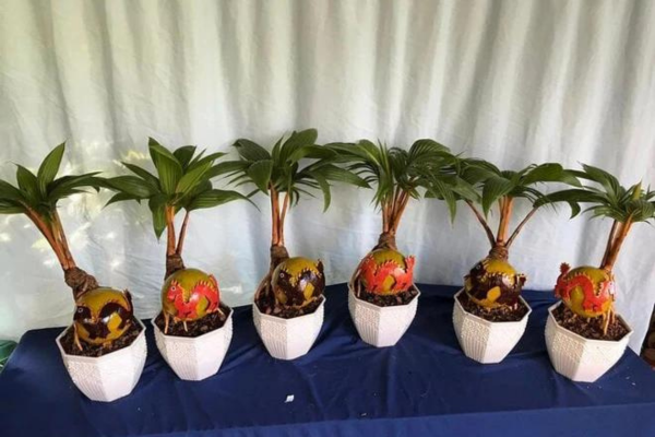 Độc lạ dừa bonsai chào Tết Giáp Thìn 2024