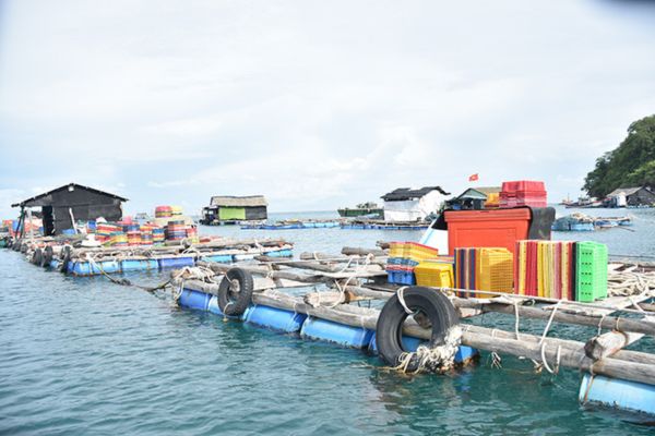 Nghề nuôi cá 'chạy' trên đảo Thổ Chu