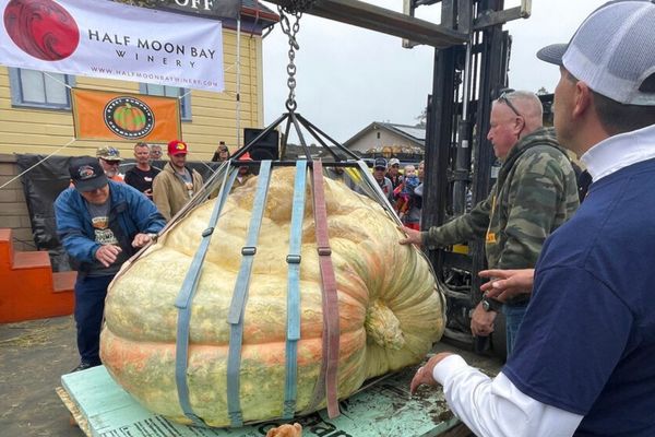 Thầy giáo xác lập kỷ lục thế giới mới về quả bí ngô khổng lồ hơn 1,2 tấn