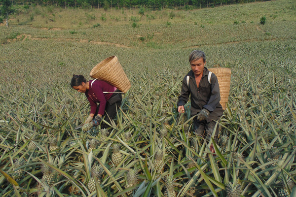 Bà con người Mông ở Mường Chà thoát nghèo nhờ nghề trồng dứa