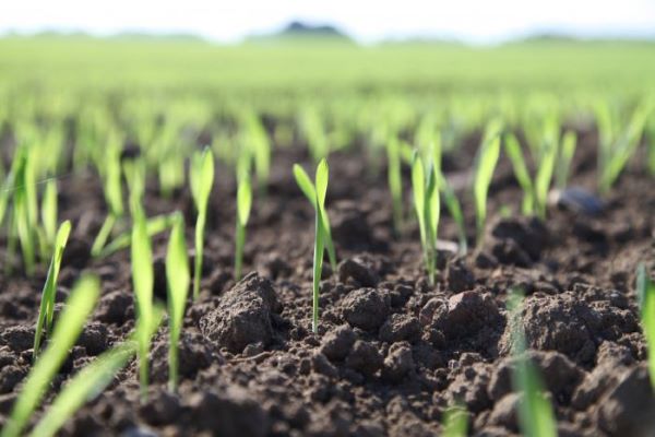 Kỹ thuật nào giúp Hàn Quốc và Trung Quốc thành công trong việc trồng lúa trên sa mạc?