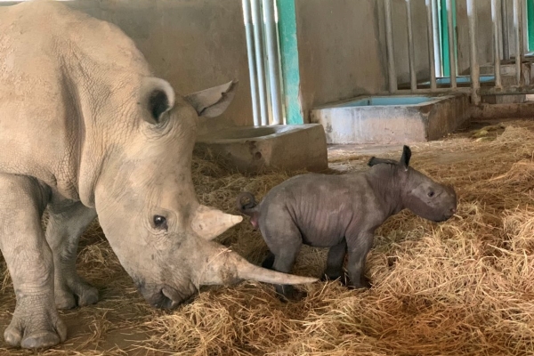 Tê giác con đầu tiên chào đời tại Vinpearl Safari Phú Quốc