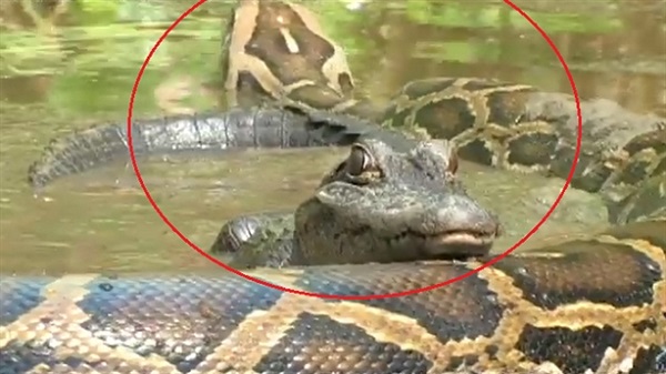 Cá sấu thân thiết với trăn khổng lồ dưới đầm lầy