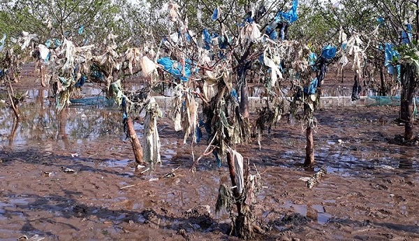 Kinh hoàng rừng cây treo đầy rác ở Thanh Hoá