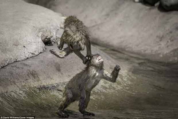 Khỉ đánh nhau chuyên nghiệp như võ sĩ khiến nhiếp ảnh gia được phen 'rửa mắt'