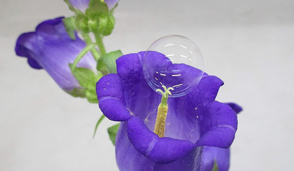 Độc đáo dùng bong bóng xà phòng thụ phấn cho hoa