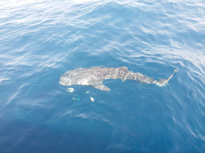 Cá voi xám xuất hiện trên biển Phú Quốc