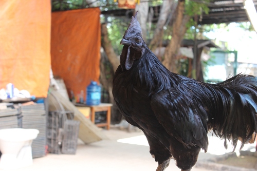 Thăm trang trại gà mặt quỷ quý hiếm, đắt nhất thế giới ở Bình Dương