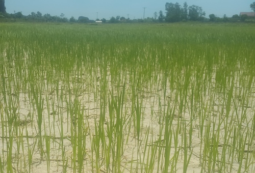 Nghệ An: 23.000 ha lúa thiếu nước