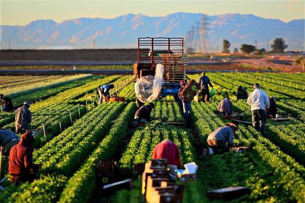20 ý tưởng kinh doanh nông nghiệp cho lợi nhuận cao nhất (phần 2)