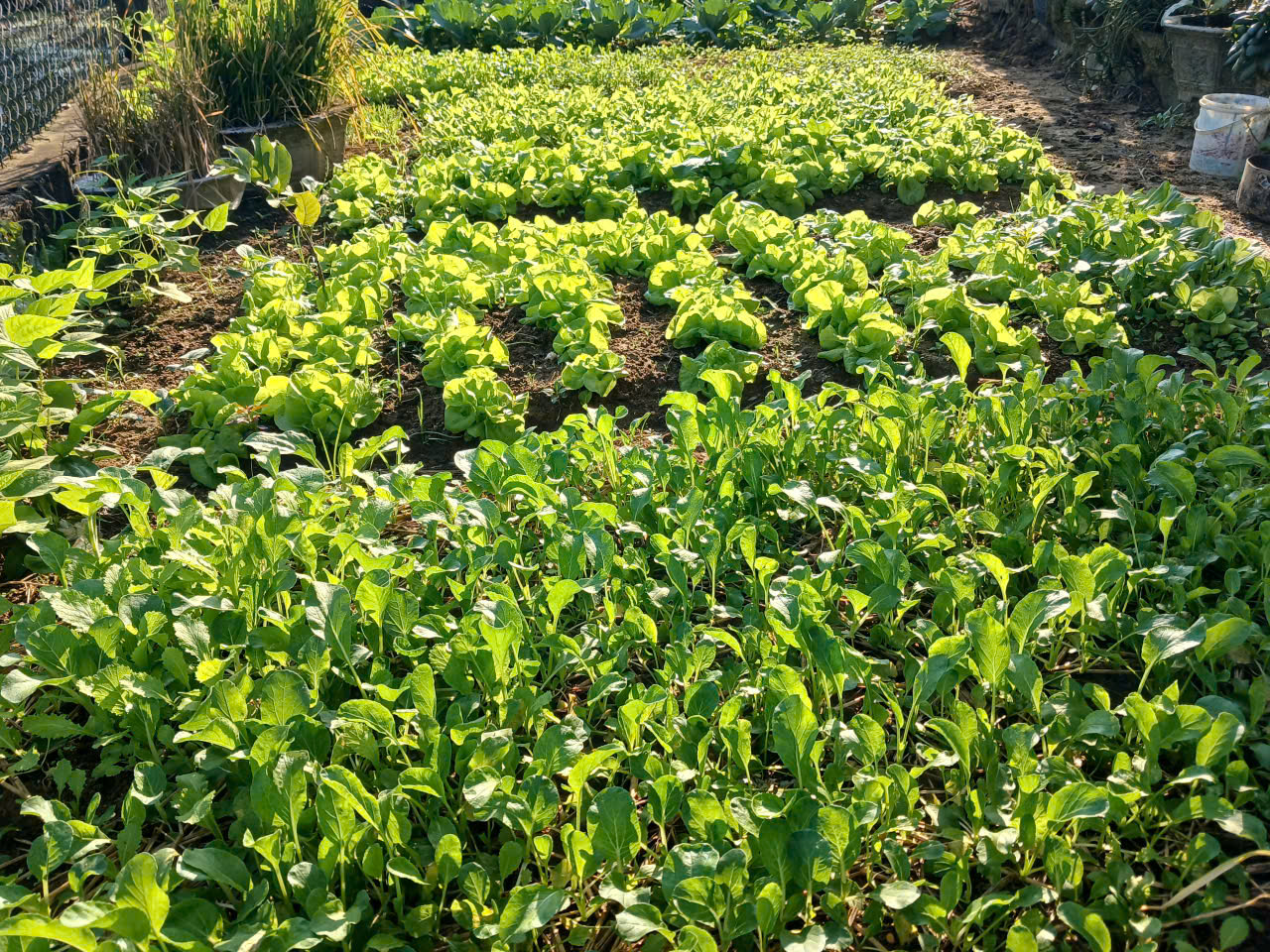 duyendangvietnam