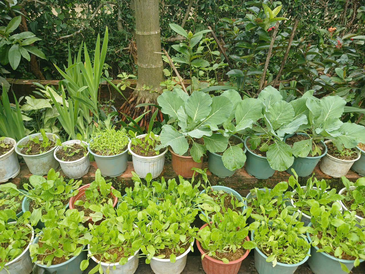 duyendangvietnam
