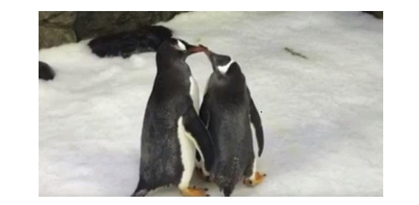Chuyện lạ: Cặp đôi cánh cụt đồng tính được tặng trứng để ấp