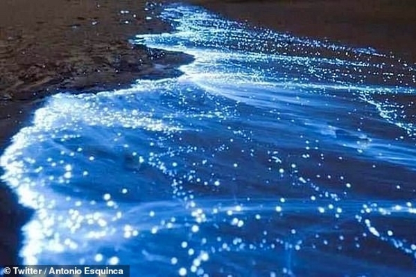 Hiện tượng hiếm gặp: Bãi biển phát sáng màu xanh neon